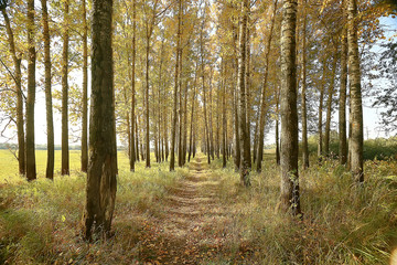 Fototapeta premium beautiful autumn park landscape / forest, trees in yellow foliage, autumn landscape, leaf fall