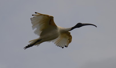 Ibis Bird in mid flight at a lake in Melbourne Park australia
