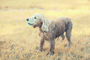 American cocker spaniel / beautiful thoroughbred dog in summer outdoor walk
