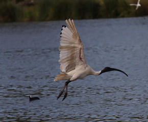 Ibis Bird in mid flight at a lake in Melbourne Park australia