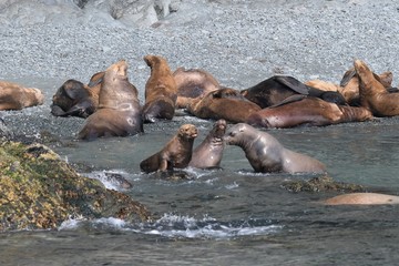 Gruppe von Seelöwen beim Spielen und Sonnenbaden, Alaska