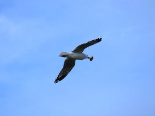 Seagull in full flight over a park lake in Melbourne Australia
