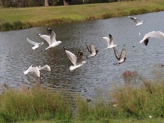 Seagull in full flight over a park lake in Melbourne Australia