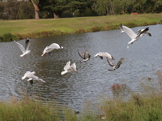 Seagull in full flight over a park lake in Melbourne Australia