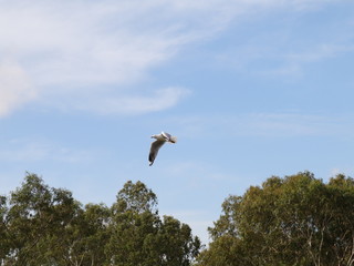 Seagull in full flight over a park lake in Melbourne Australia