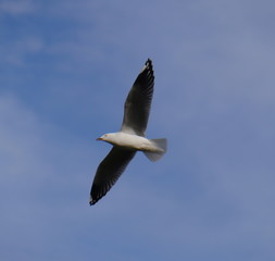 Seagull in full flight over a park lake in Melbourne Australia