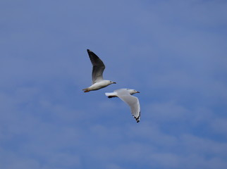 Seagull in full flight over a park lake in Melbourne Australia