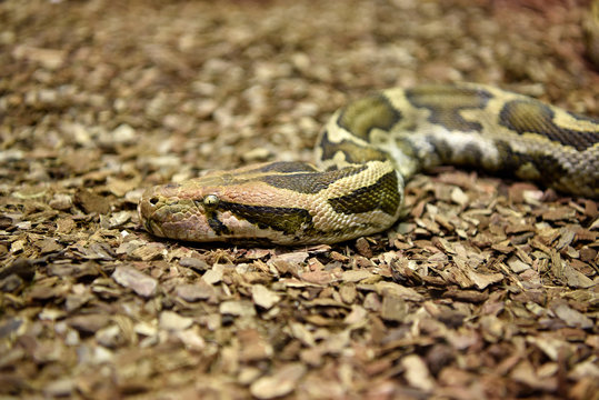 Pit&oacute;n de la India