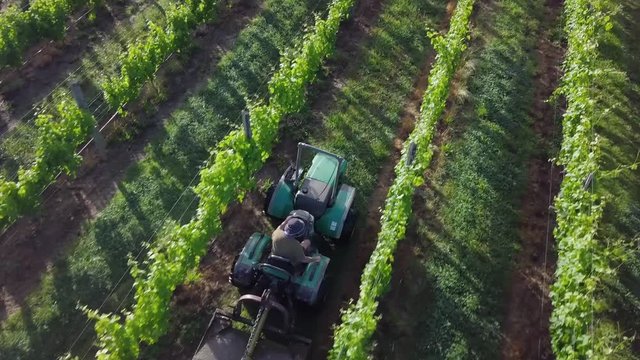 A tractor mowing the green lush grass between rows of beautiful grape plants in a winery in New Zealand - aerial