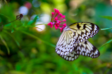 butterfly on flower in the park in Sentosa Island,Singapore