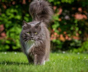 Katze im Garten