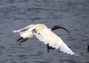 Ibis Bird in mid flight at a lake in Melbourne Park australia