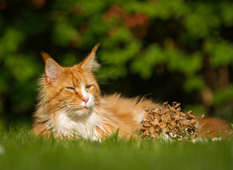 Maine Coon Portrait