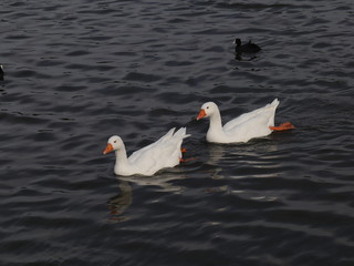 Duck swimming in a lake in Melbourne Park Australia