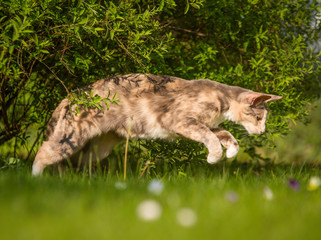 Katze im Sprung