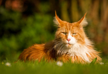 Maine Coon Portrait