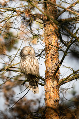 owl perched on tree branch ural owl