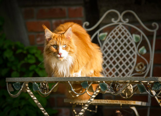 Maine Coon