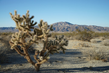 joshua tree national park USA