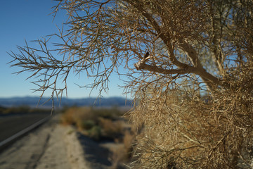 joshua tree national park USA