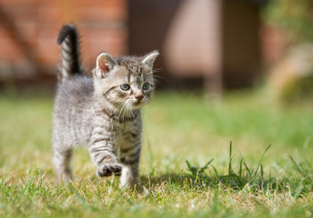 getigertes Katzenbaby