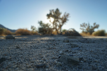 joshua tree national park USA