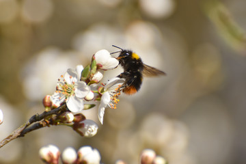Bumblebee pollinating white flowers of peach tree in spring orchard. Bumblebee on peach in full blossom, natural spring background