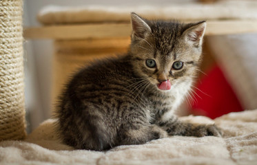getigertes Katzenbaby