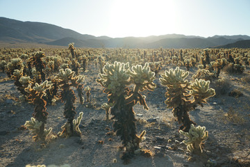 joshua tree national park USA
