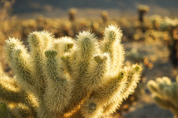 joshua tree national park USA