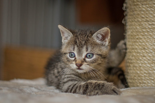 Katzenbaby