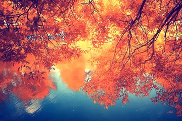 Foto op Plexiglas herfstboslandschap / geel bos, bomen en bladeren Oktoberlandschap in het park © kichigin19