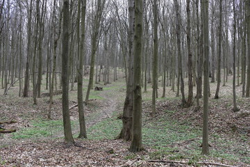 Nature comes to life in the spring forest