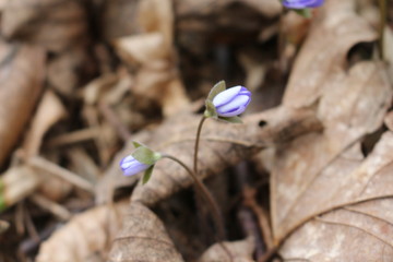 Tender blue liverwort bloomed in the spring forest