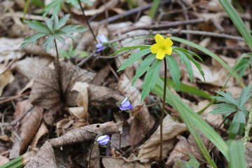 
Yellow buttercups bloomed in the spring forest