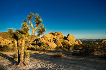 joshua tree national park USA