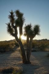 joshua tree national park USA