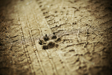 A wild dog's paw and a car's tire had been stamped on the muddy wet ground in cloudy weather.