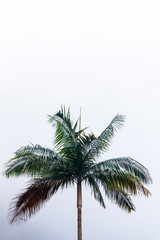 Fototapeta na wymiar Un palmier seul sous un ciel blanc sur l'île de la réunion
