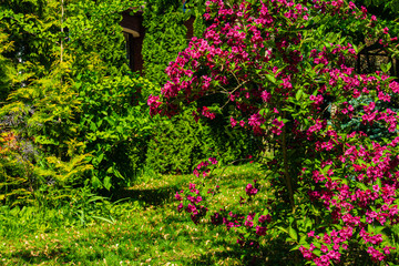 Magnificent bush Weigel Bristol Rubin blooms on blurred background green leaves of plants in magical garden. Selective focus. Beautiful bright pink flowers close-up. Nature concept for design.