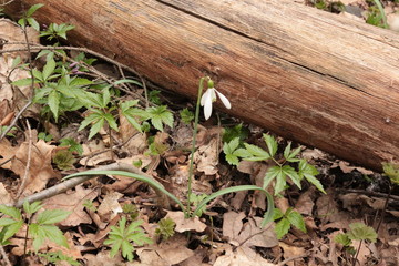 Tender white primrose snowdrop blossomed in the spring forest
