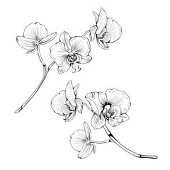 Set of Orchid tropical flowers blossom on branch isolated on white background. Vector botanical illustration