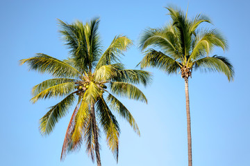 Deux palmiers sur une île avec un ciel bleu