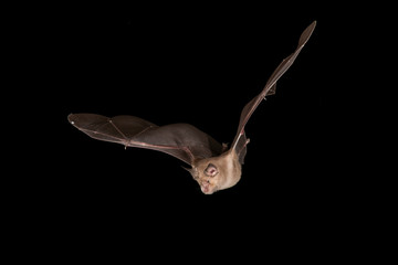 Greater Horseshoe Bat Flying