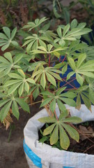 Leaves of a tapioca plant