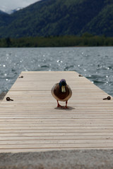 duck walking on a pier