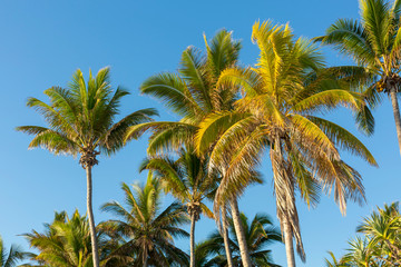 Plusieurs palmiers sur une île avec un ciel bleu