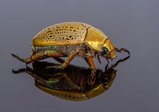 Iridescent Gold Christmas Beetle