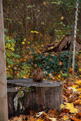 squirrel sitting on a tree trunk eating