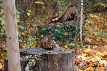 squirrel sitting on a tree trunk eating
